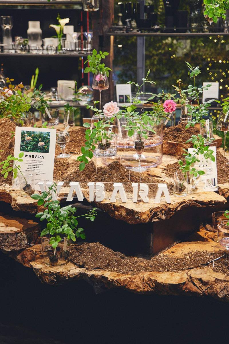 烏山バラ rose-sato23-1.jpg