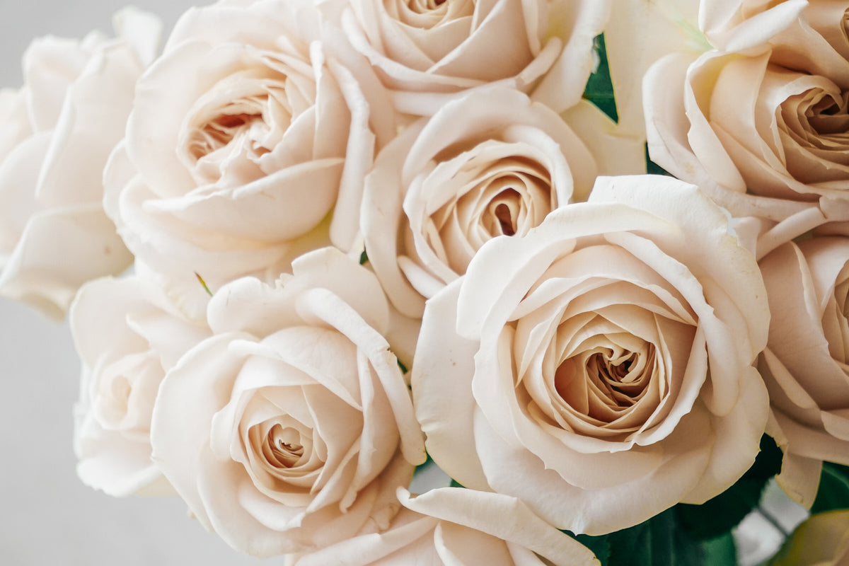 DSC01160_1200x1200.jpg?v=