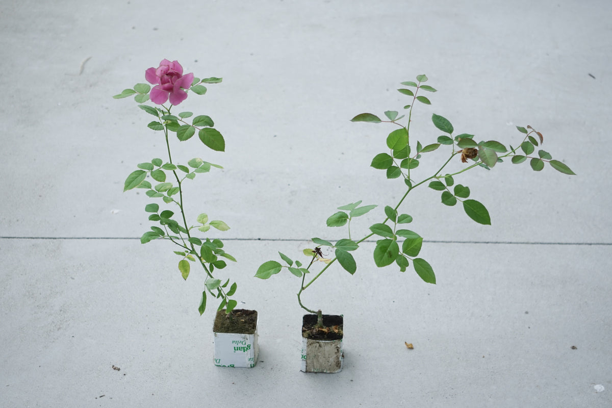 室内で育てるばら（仮称）のモニター販売を始めます。 – WABARA online