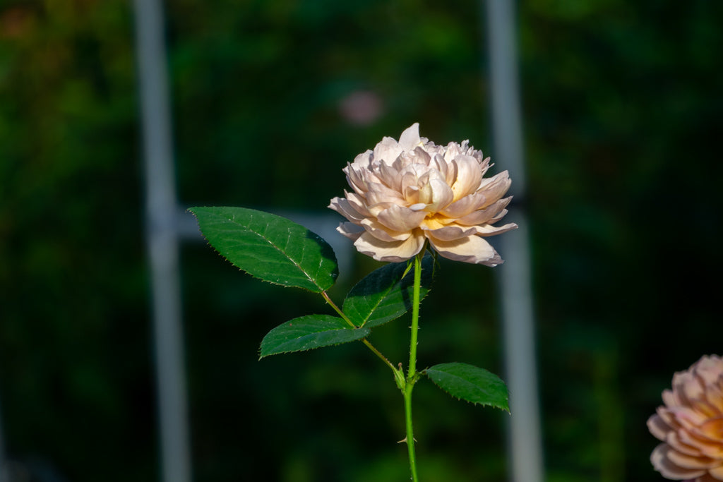 シャルロット・ペリアンとばらの花びら茶のギフトセットの再販に関して