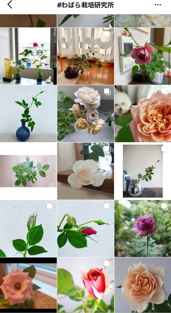 か*ん様 wabara　おへやで育てるバラ　和バラ　 和ばら おへやで育てるばら研究レポート05:みなさんの質問編 – WABARA