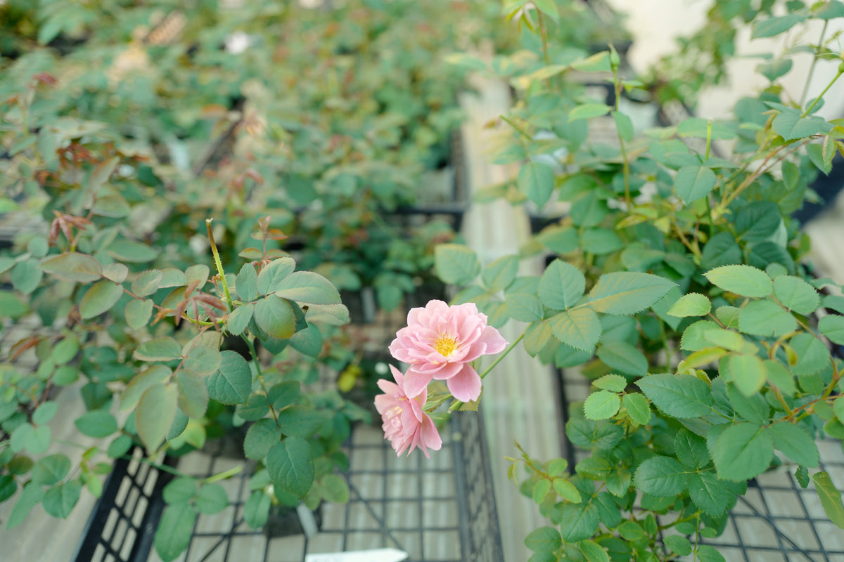 重要】おへやで育てるばらの販売に関する大切なお知らせ – WABARA