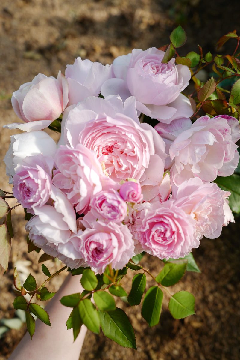 3月1日〜28日お届け限定】Monthly Bouquet 三月 春霞のブーケ01