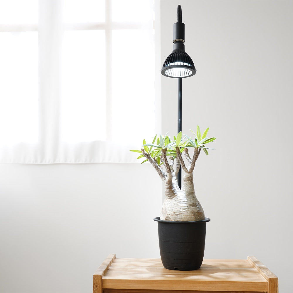 NEO_AMATERAS_LED_1_1200x1200.