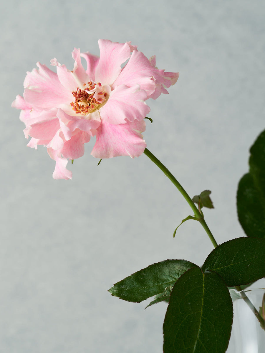 かなた kanata – WABARA online store