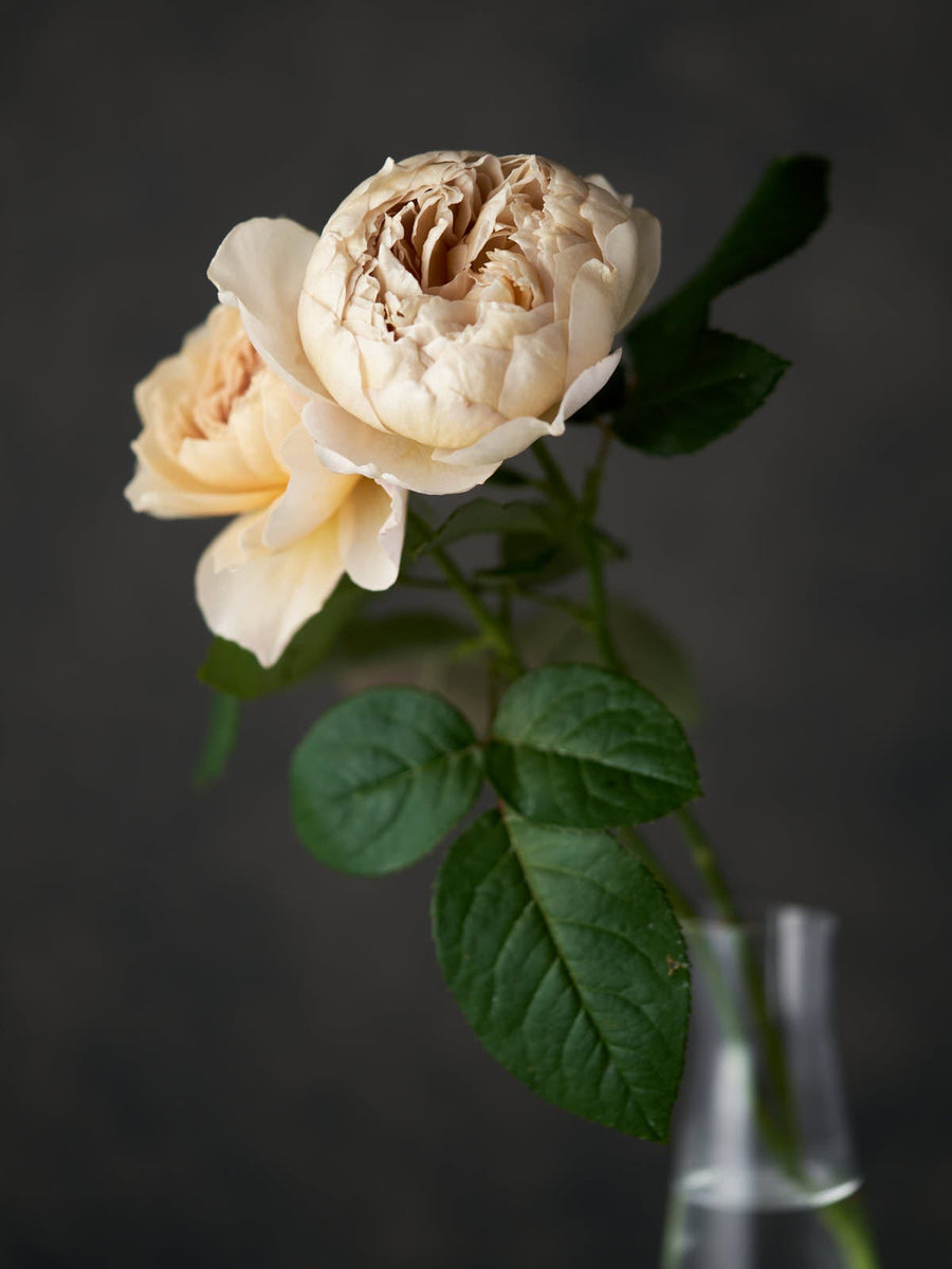 1570_e6f100d8-deab-4d45-817f-