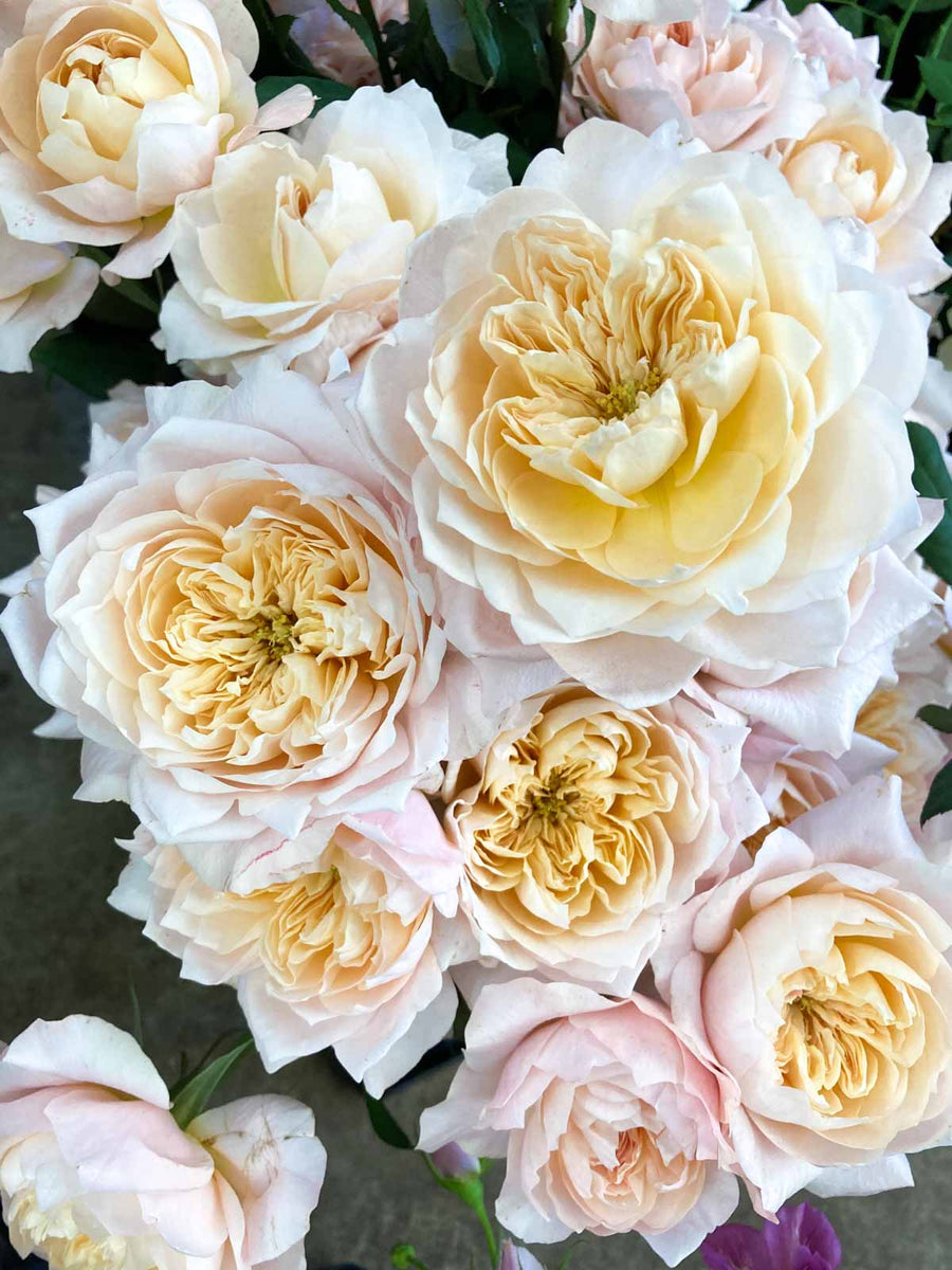 そらはな solahana – WABARA online store