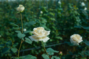 WABARA｜Rose Farm KEIJI – WABARA online store