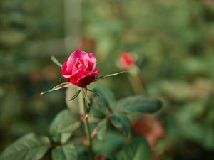 WABARA｜Rose Farm KEIJI – WABARA online store