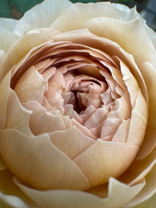 烏山バラ 河本バラ園-KawamotoRoseGarden-