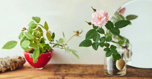 WABARA｜Rose Farm KEIJI – WABARA online store
