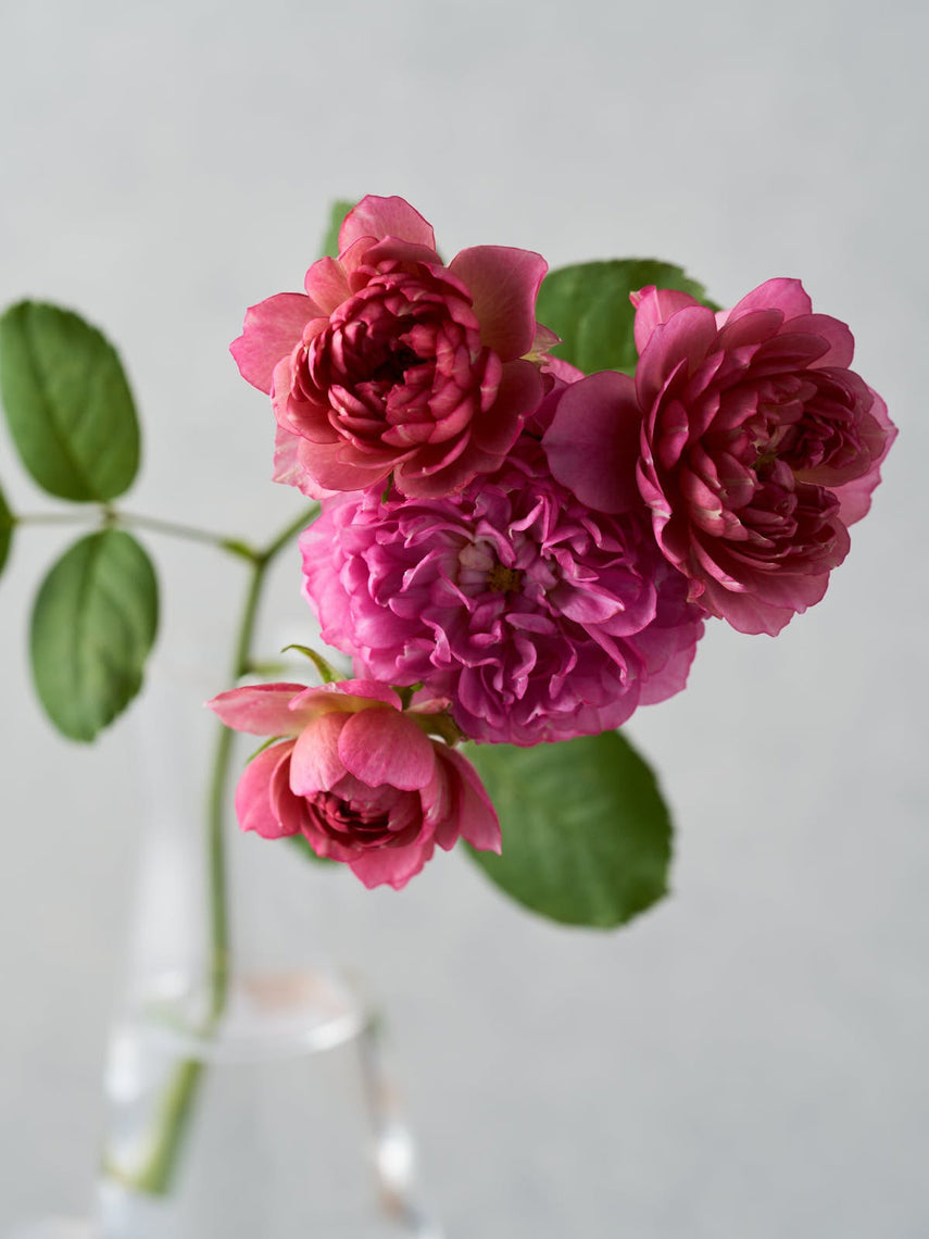 Rosie – WABARA online store