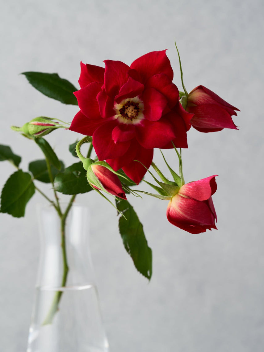 Rosie – WABARA online store