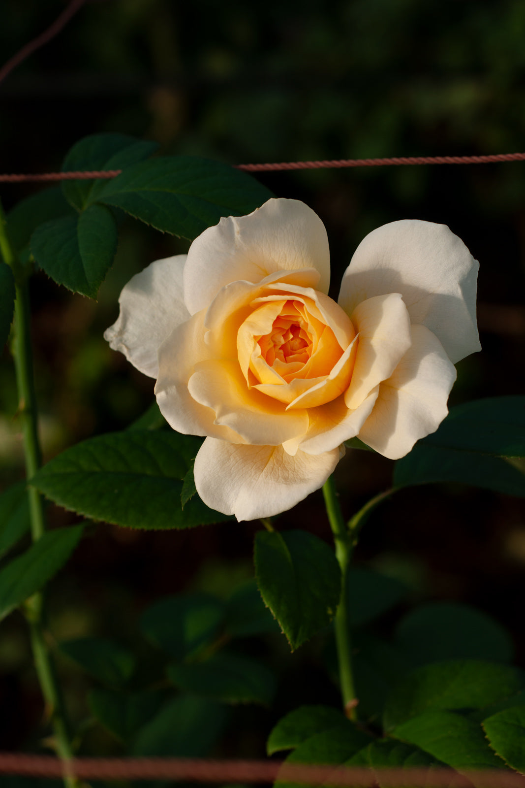 鈴 suzu – WABARA online store