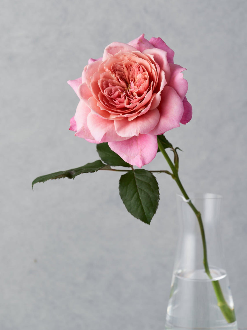 正規品 蕾2つ付き 和バラ 8号鉢 正規品 蕾2つ