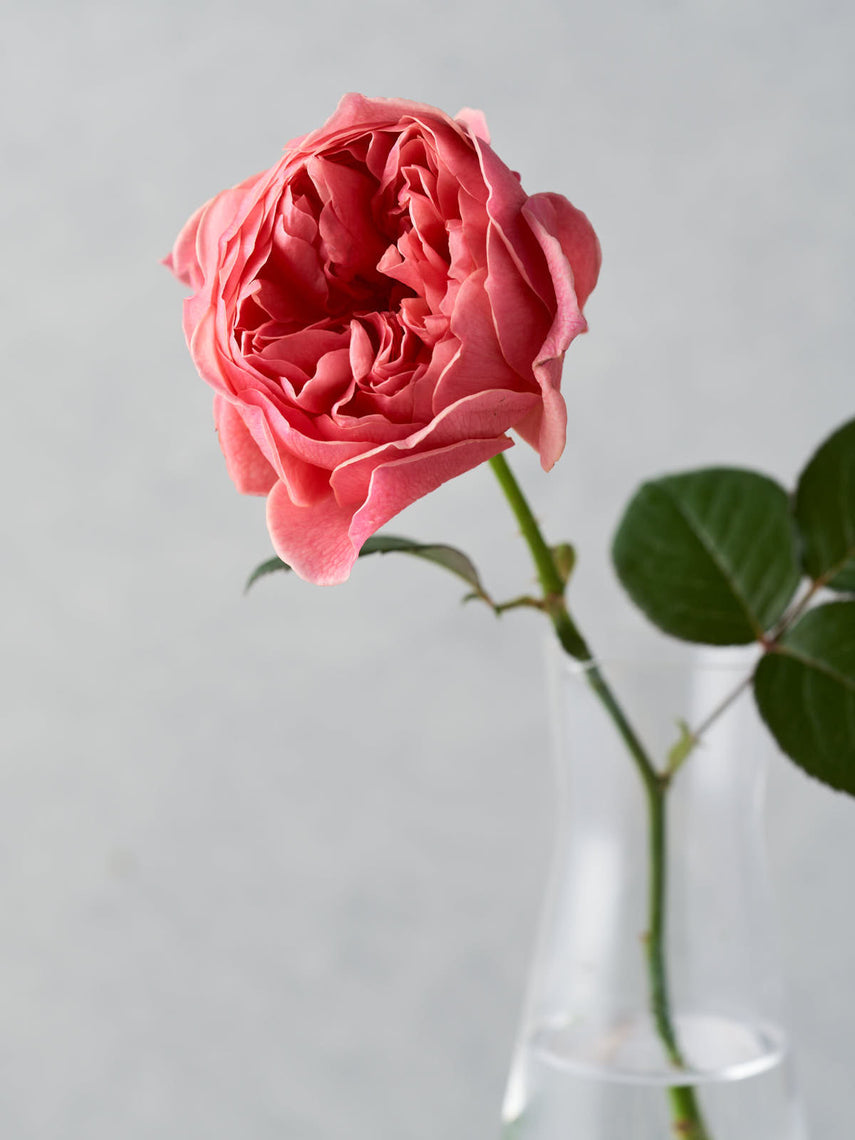 Rosie – WABARA online store