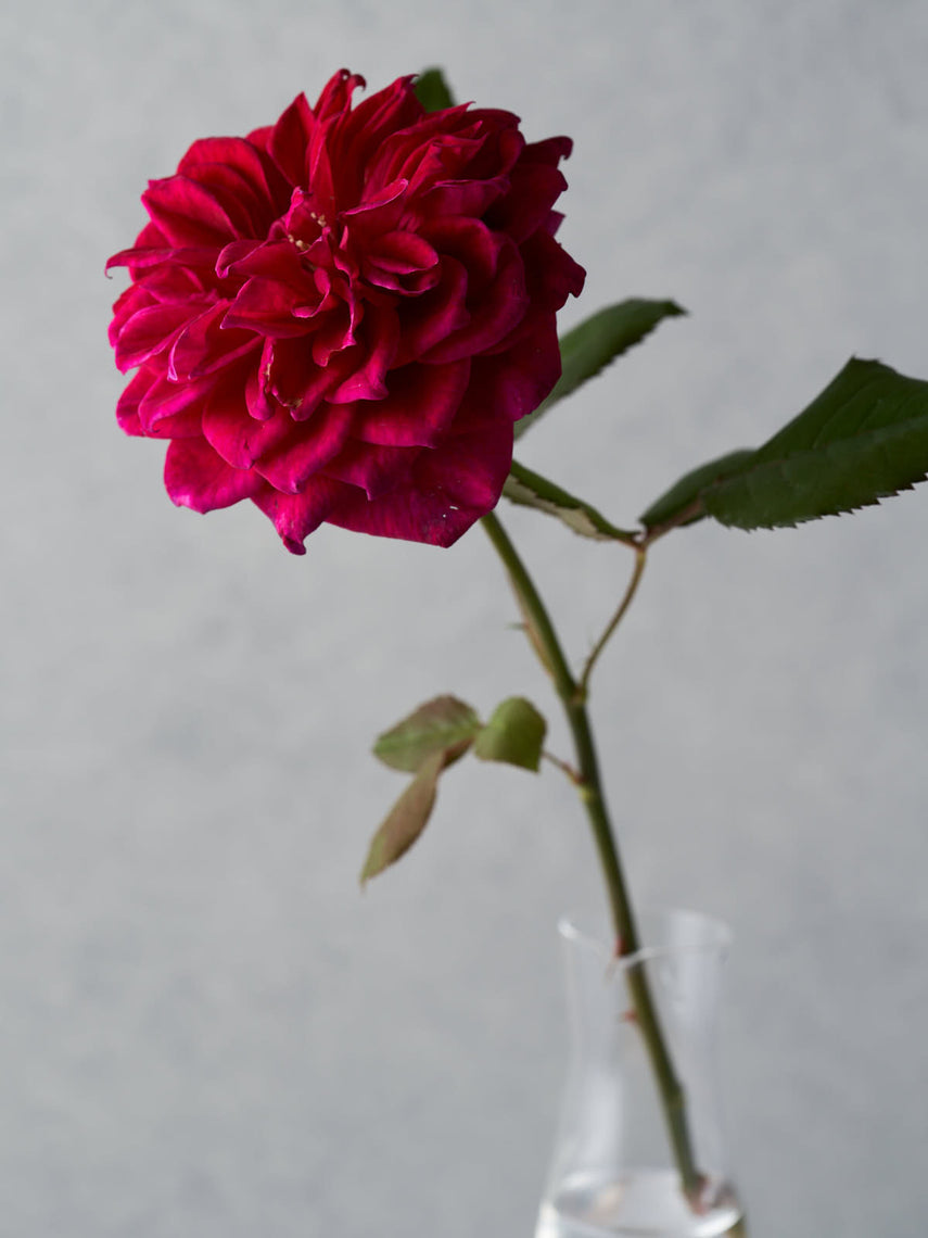 Rosie – WABARA online store