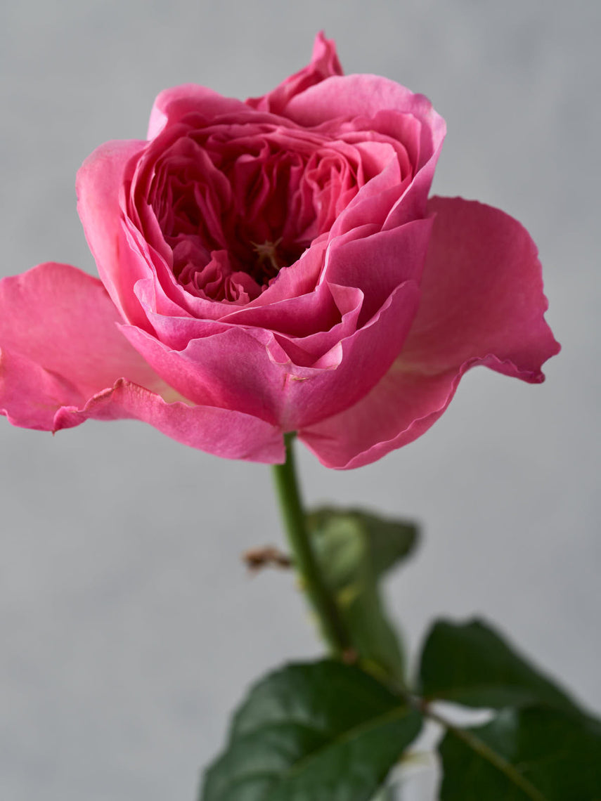 ① 和バラ　バラ苗　和薔薇　正規品　レア 希少 和バラを手に入れる方法 | 猫とバラと暮らす