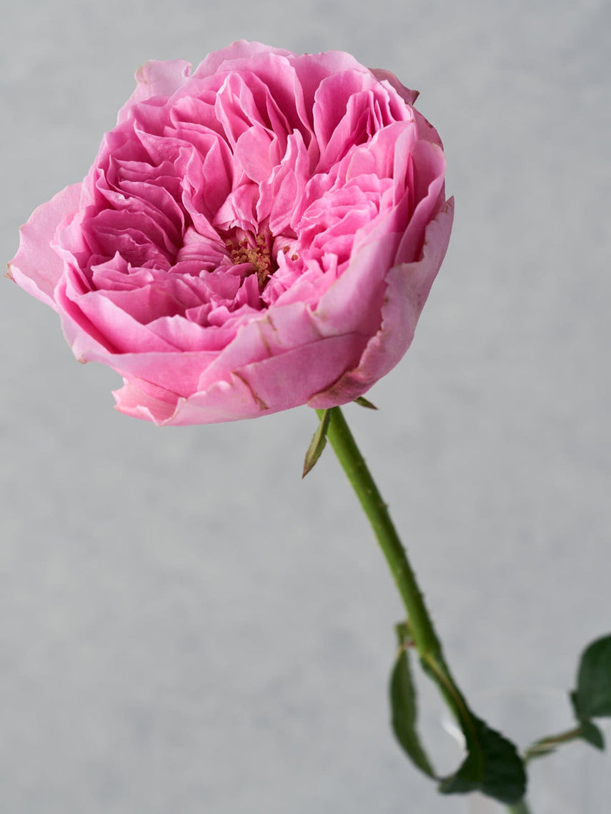 Rosie – WABARA online store