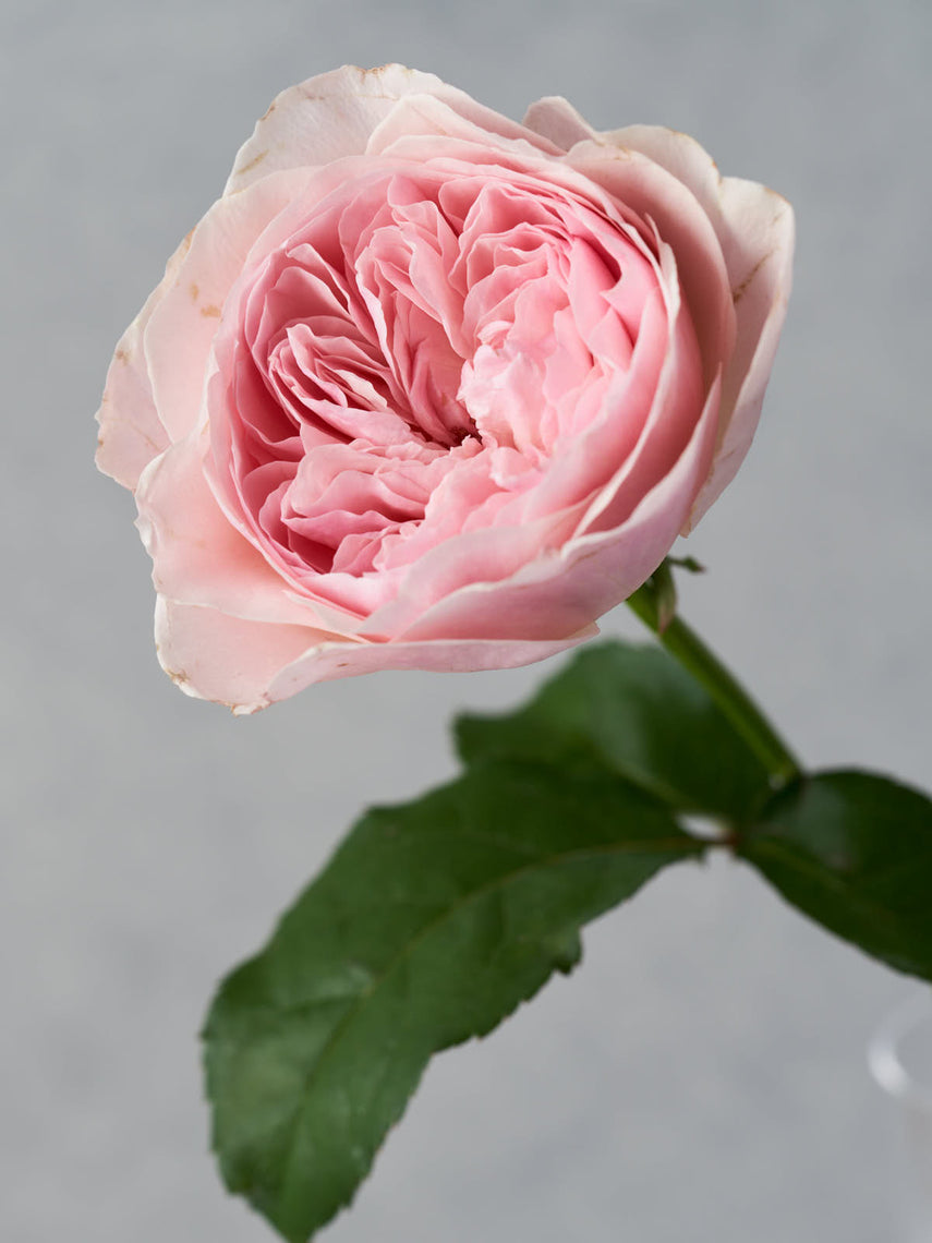 Rosie – WABARA online store