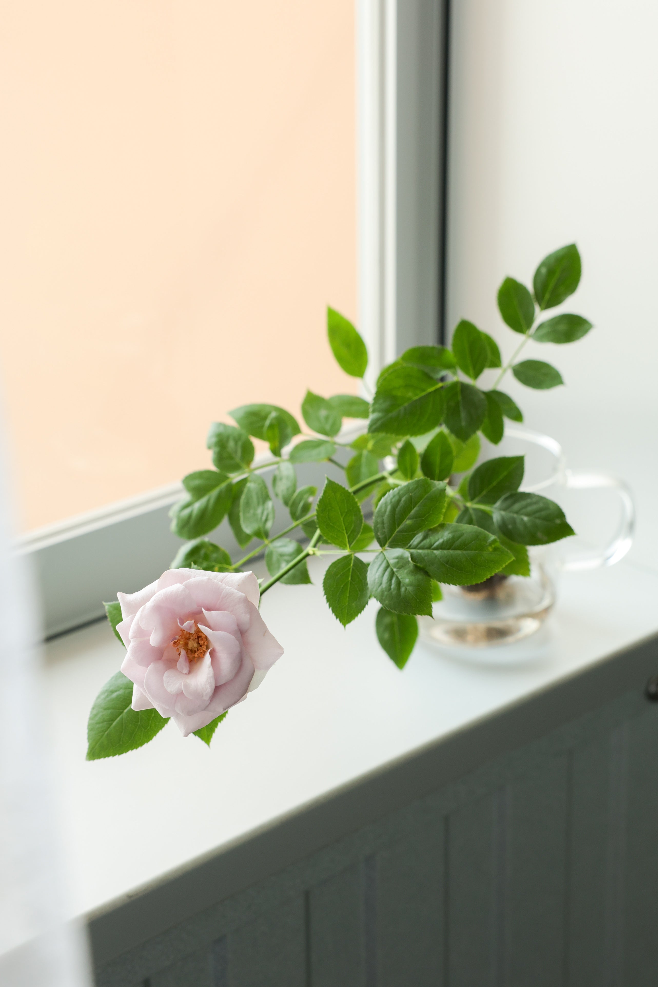 ❀*❀様 和バラ　ミニ おへやで育てるばらmini：和花 – WABARA online store