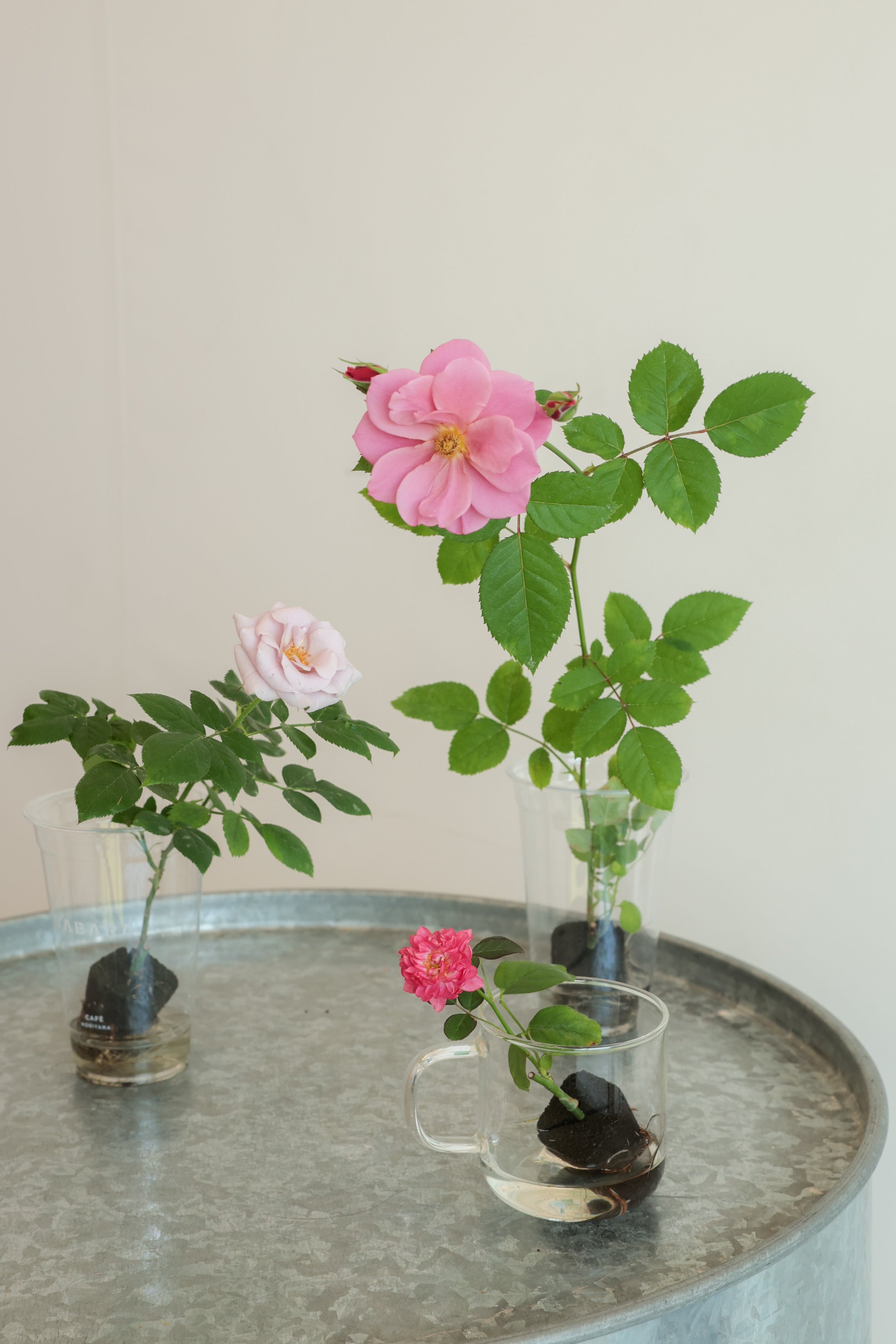 おへやで育てるばらmini：葵-七 – WABARA online store