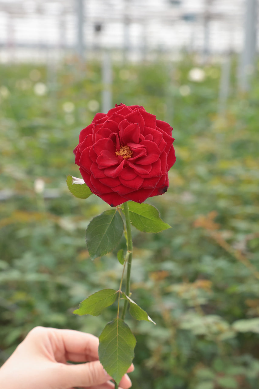 小川立夫　薔薇　12号 小川立夫 薔薇 12号 【公式通販】