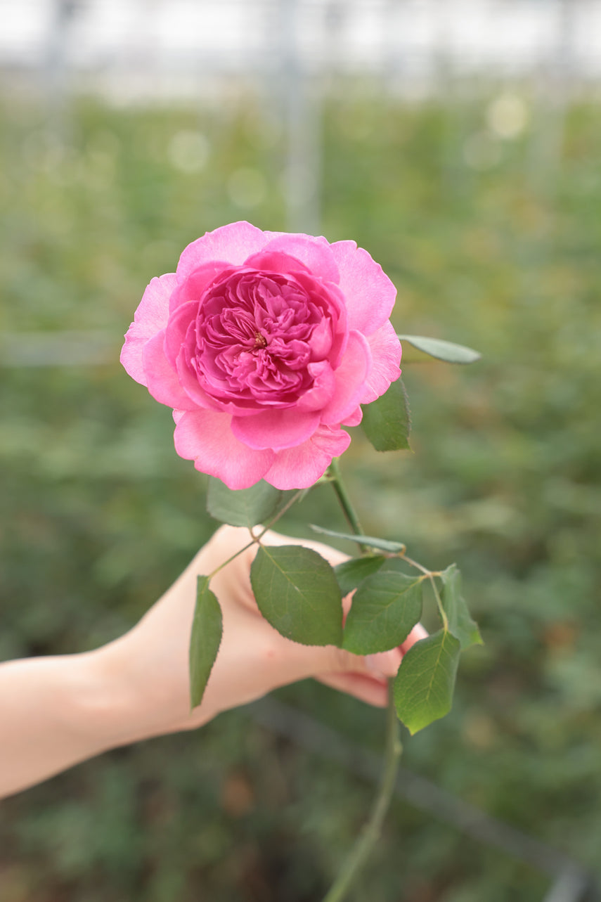 Rosie – WABARA online store