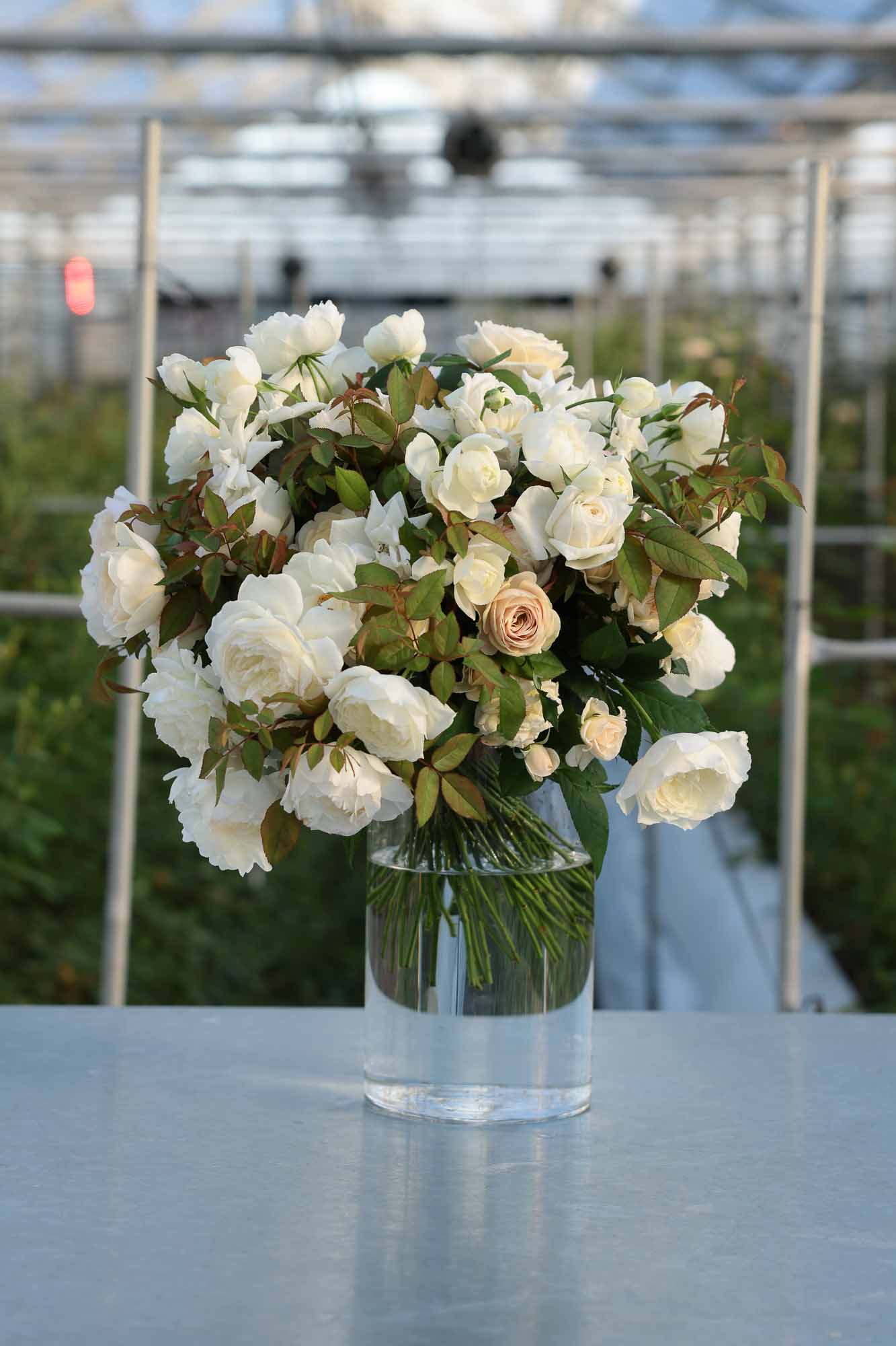 わばら花束・わばら50本とわばら枝葉 – WABARA online store