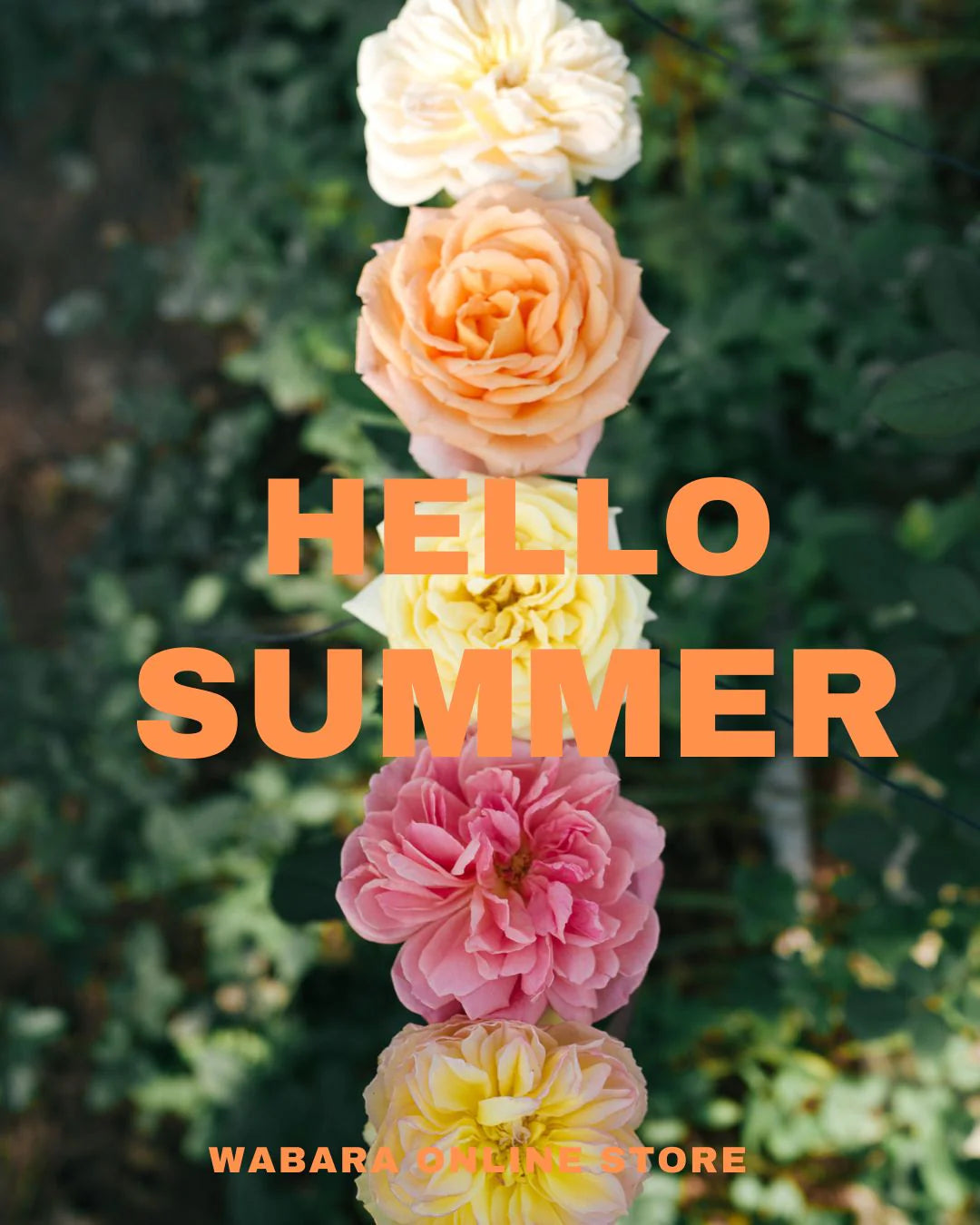 SUMMER キャンペーン開催中