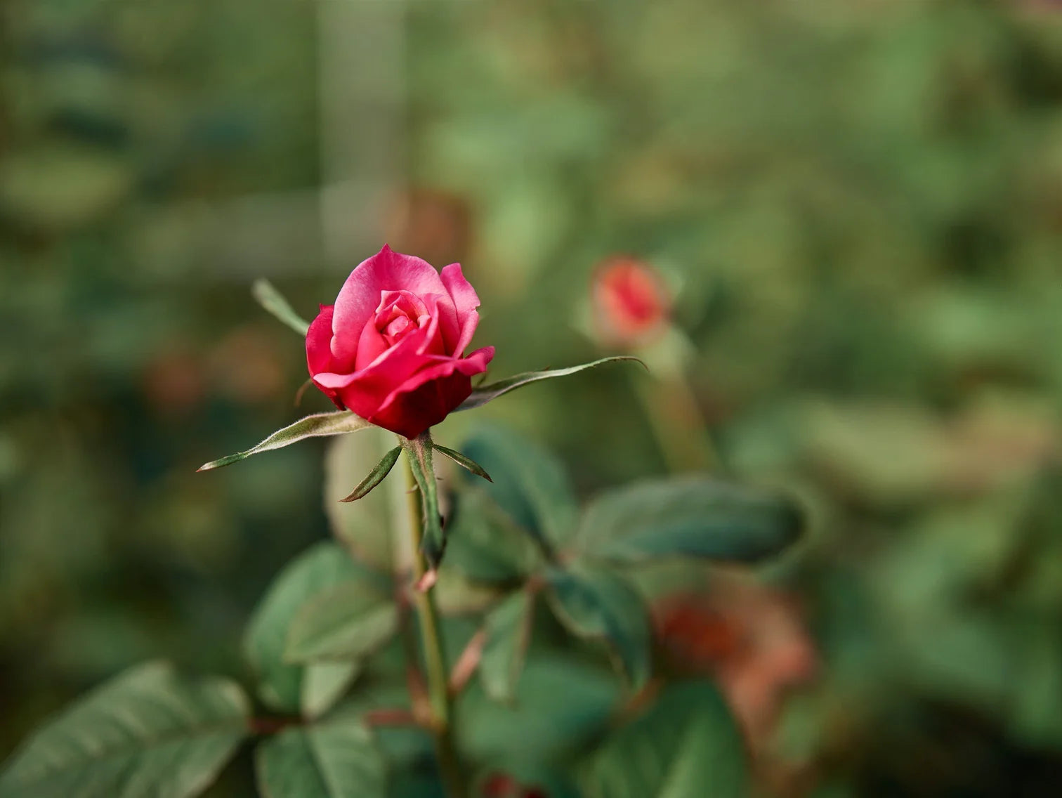 和バラ開花大苗 和バラ開花苗 WABARA｜Rose Farm KEIJI – WABARA online store