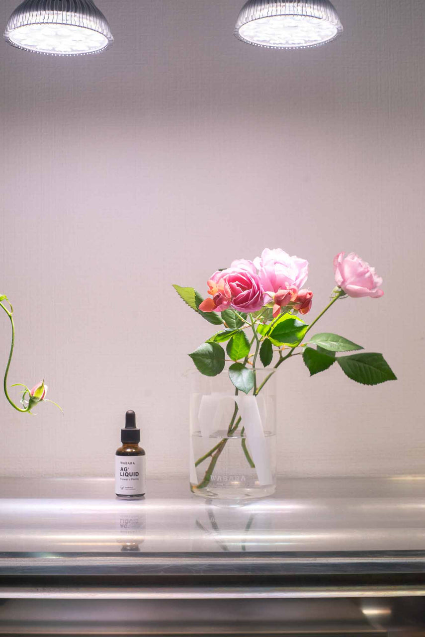 Rosie – WABARA online store