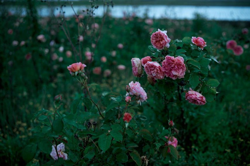 WABARA｜Rose Farm KEIJI – WABARA online store