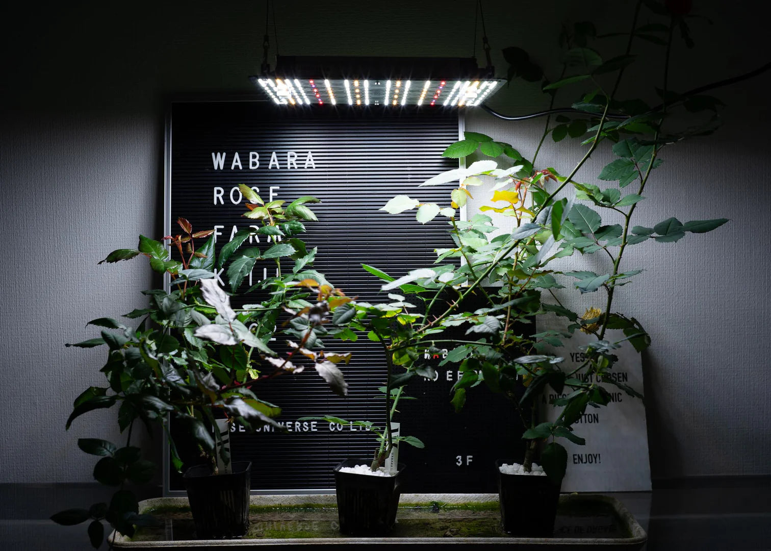 PANEL Y 昼白色 (100W)（植物育成ライト / パネルタイプ） – WABARA