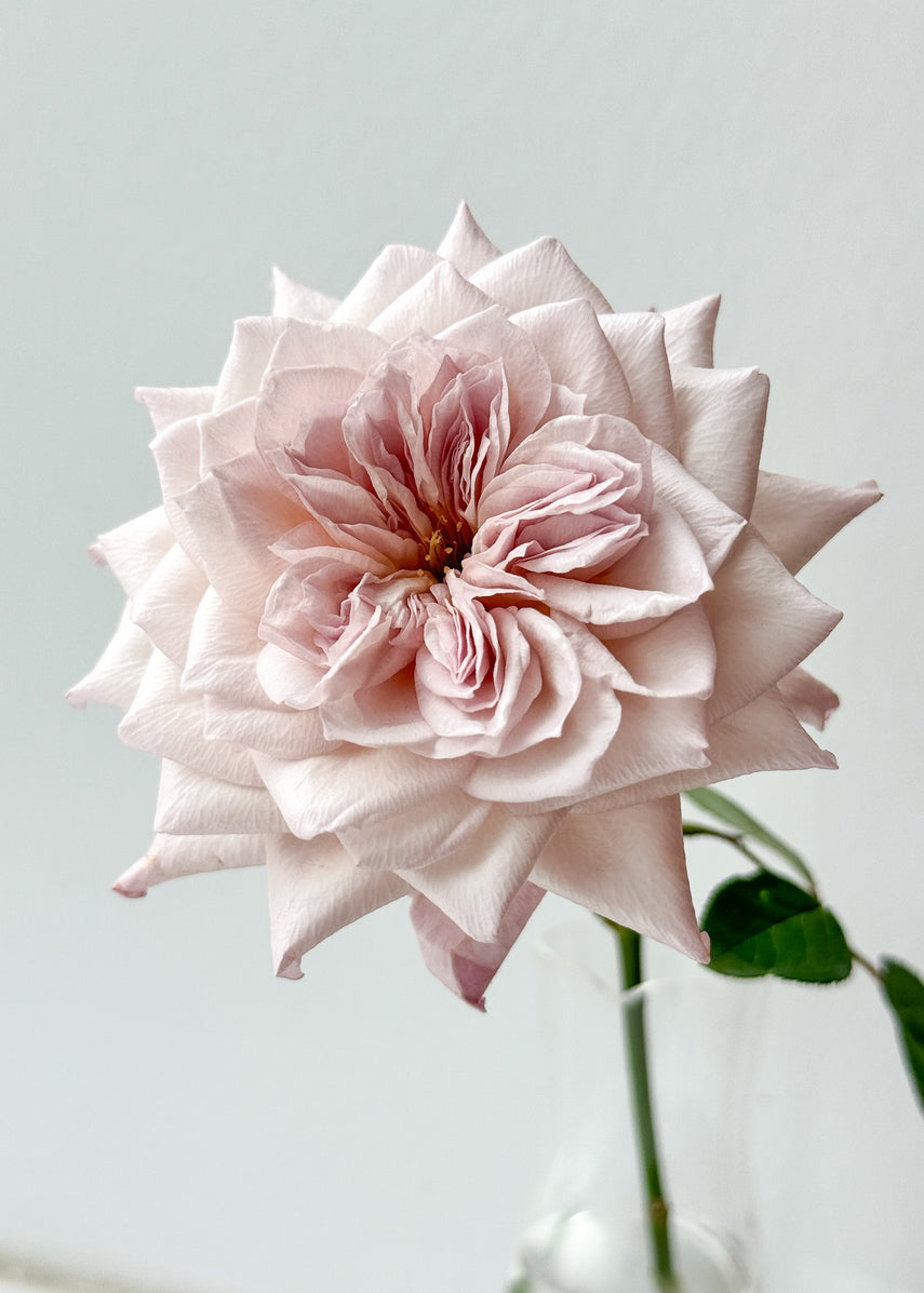 育てる – WABARA online store