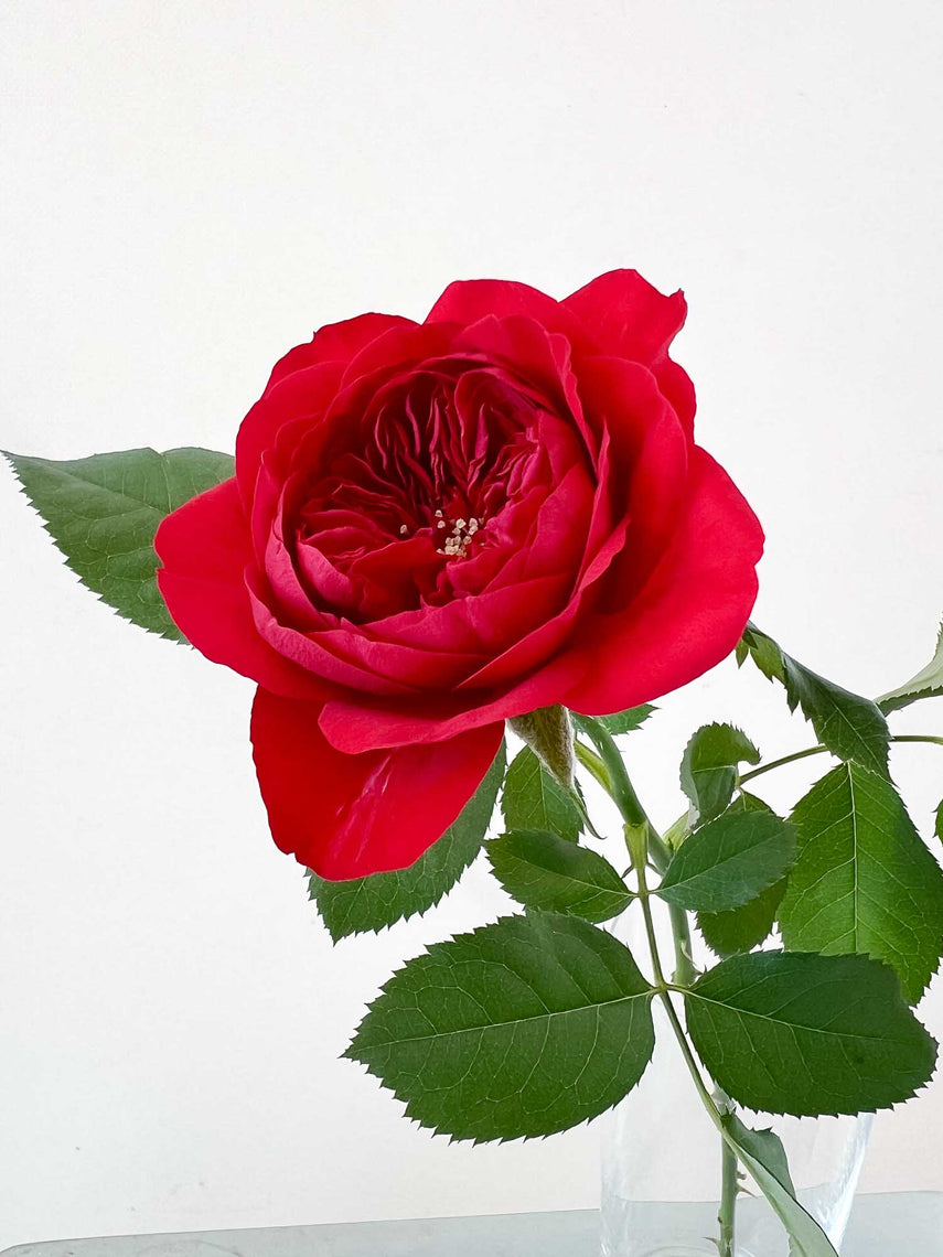 Rosie – WABARA online store