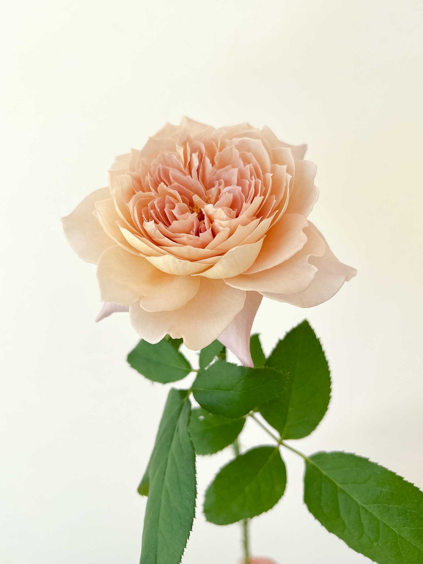 Rosie – WABARA online store