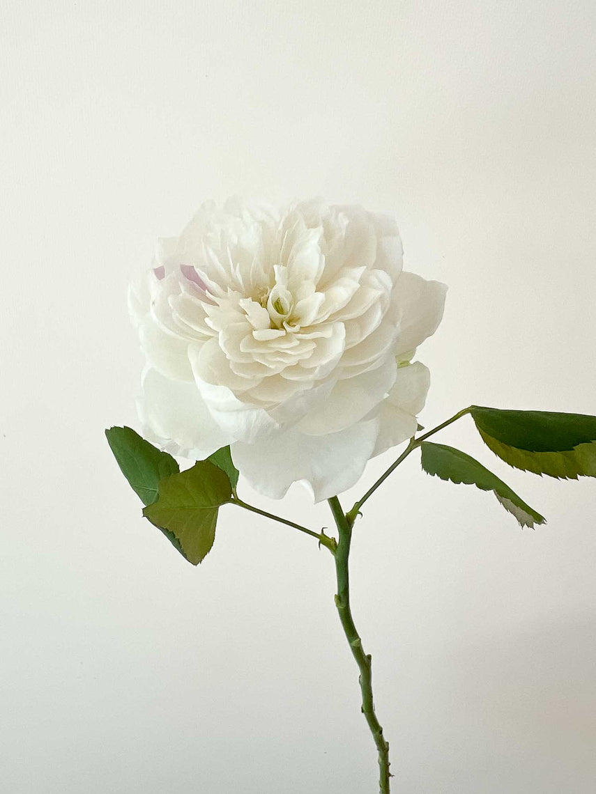 ① 和バラ　バラ苗　和薔薇　正規品　レア 希少 Rosie – WABARA online store