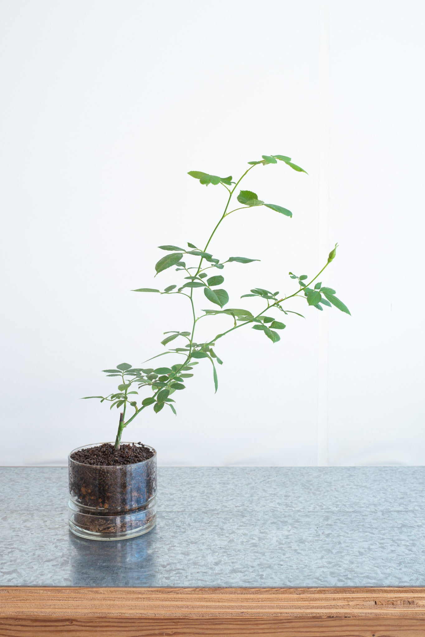 GLASS POT S（透明・屋内用植木鉢）：3号サイズ – WABARA