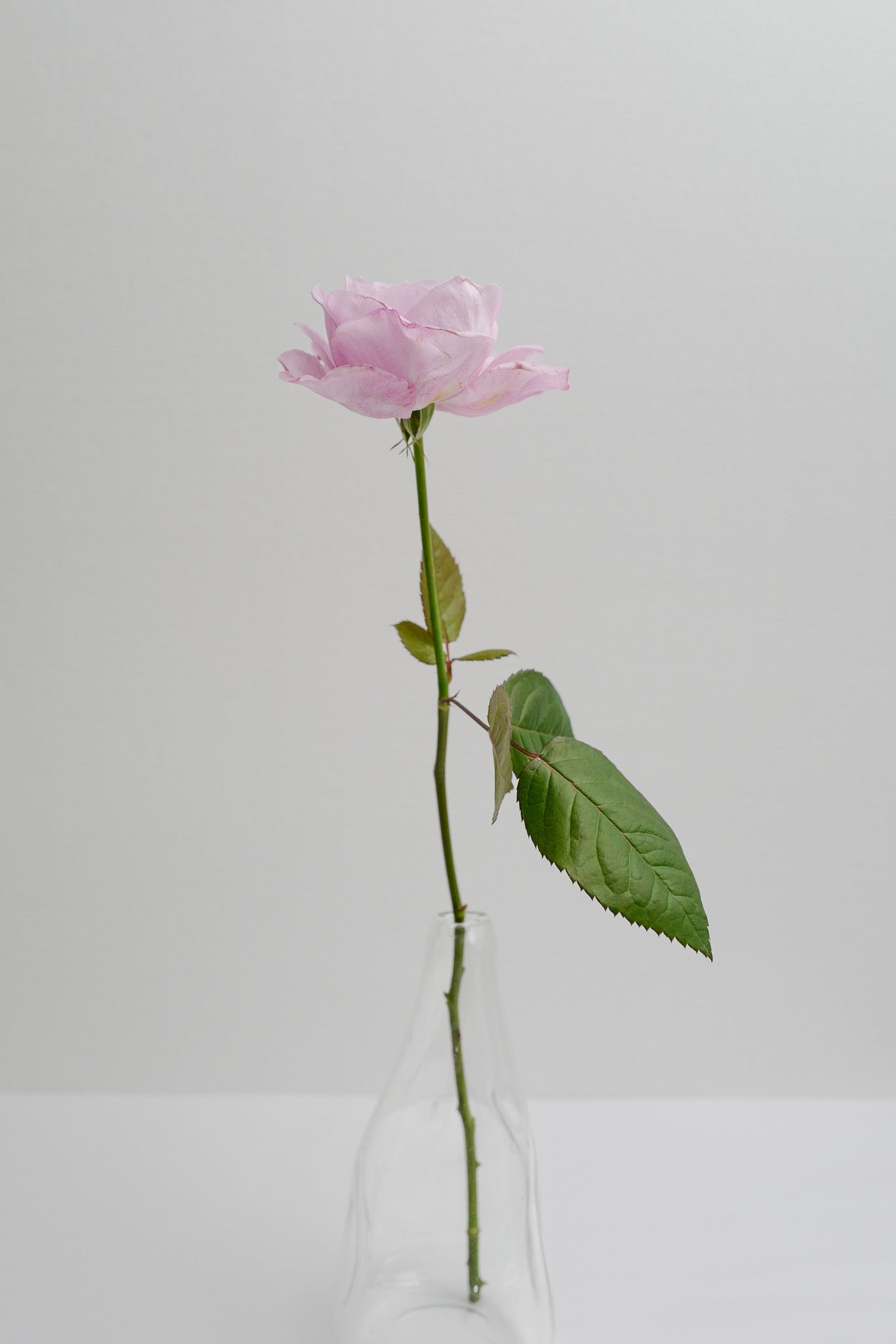 ❀*❀様 和バラ　ミニ おへやで育てるばらmini：和花 – WABARA online store
