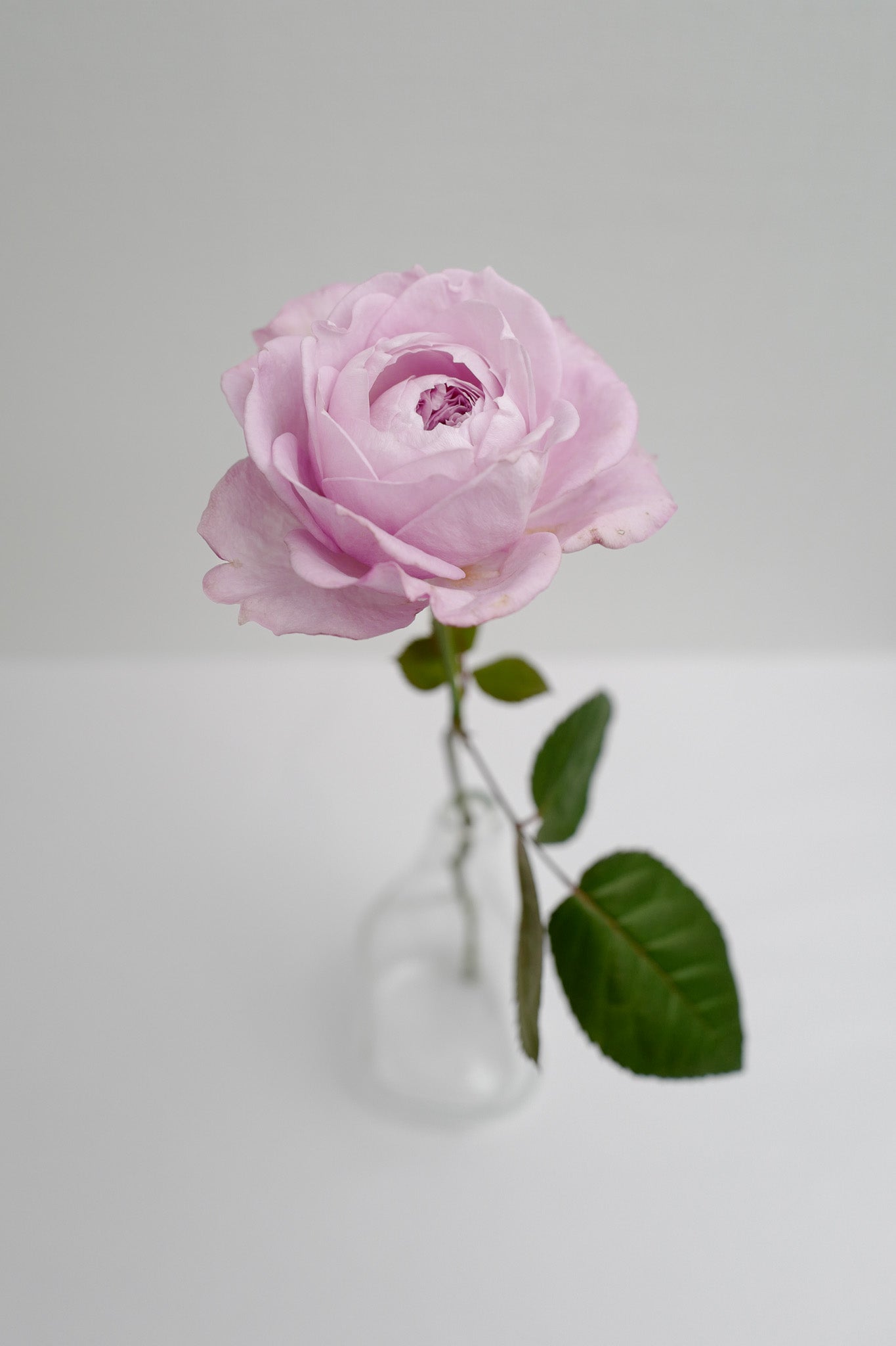 ⭕️和バラ　『な⚪︎』 百音 mone – WABARA online store