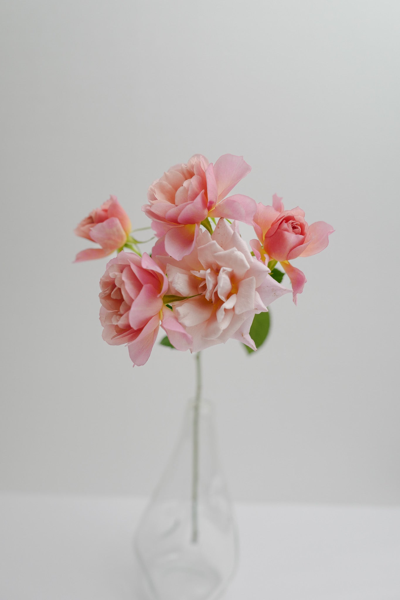 ❀*❀様 和バラ　ミニ おへやで育てるばらmini：千 sen – WABARA online store 花