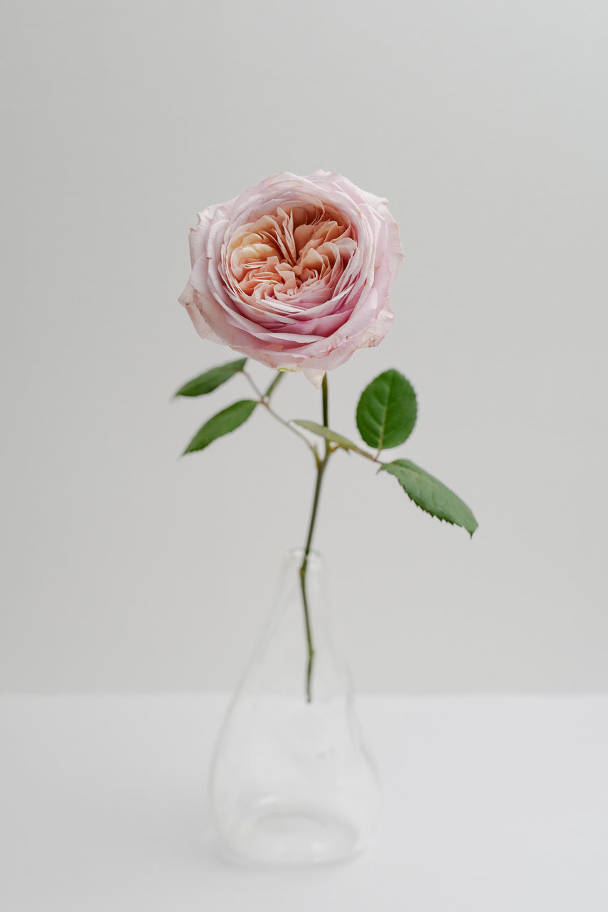 ⭕️和バラ 『な⚪︎』 島 和太郎 on X