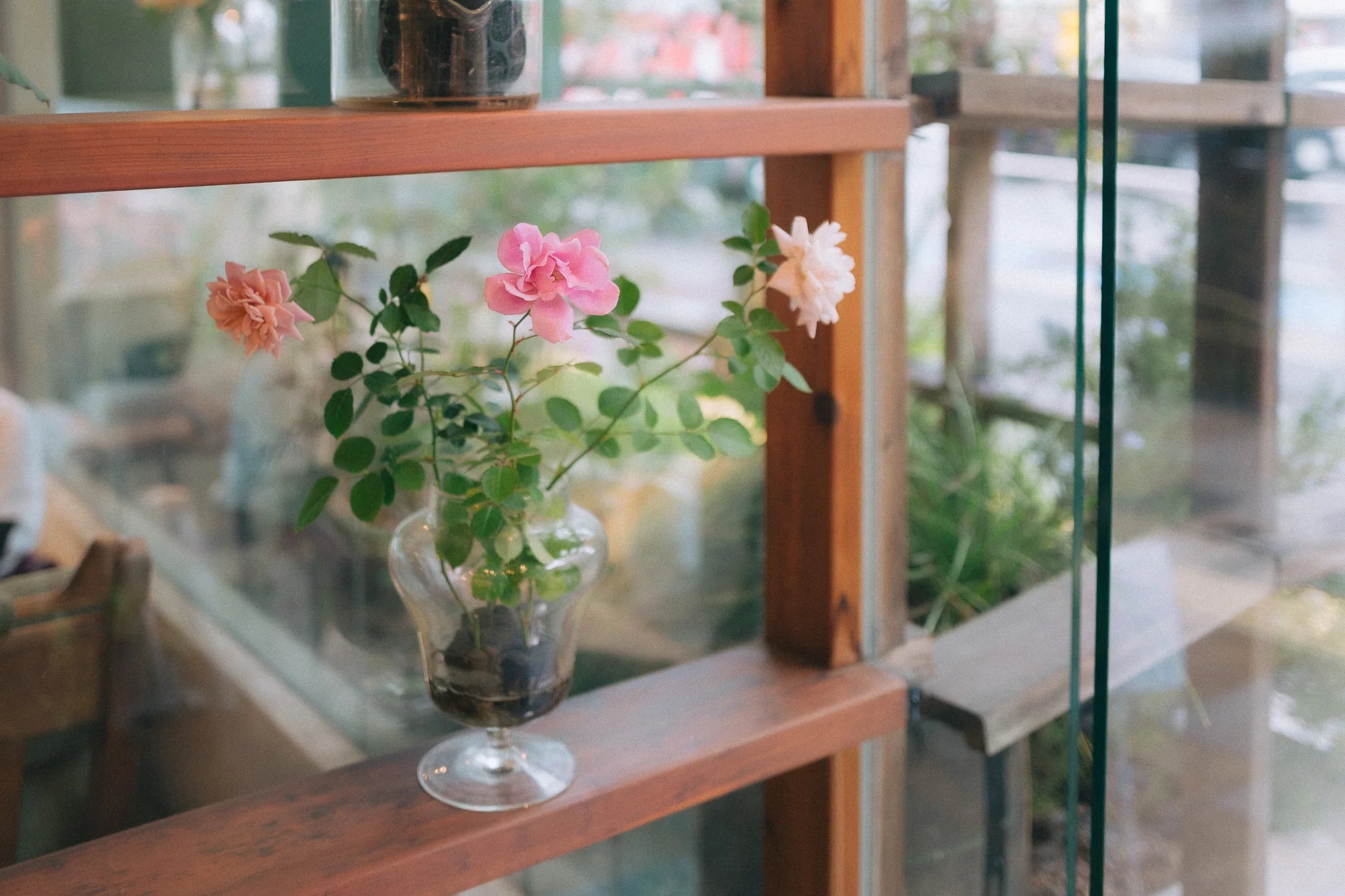 おへやで育てるばらmini：京 – WABARA online store