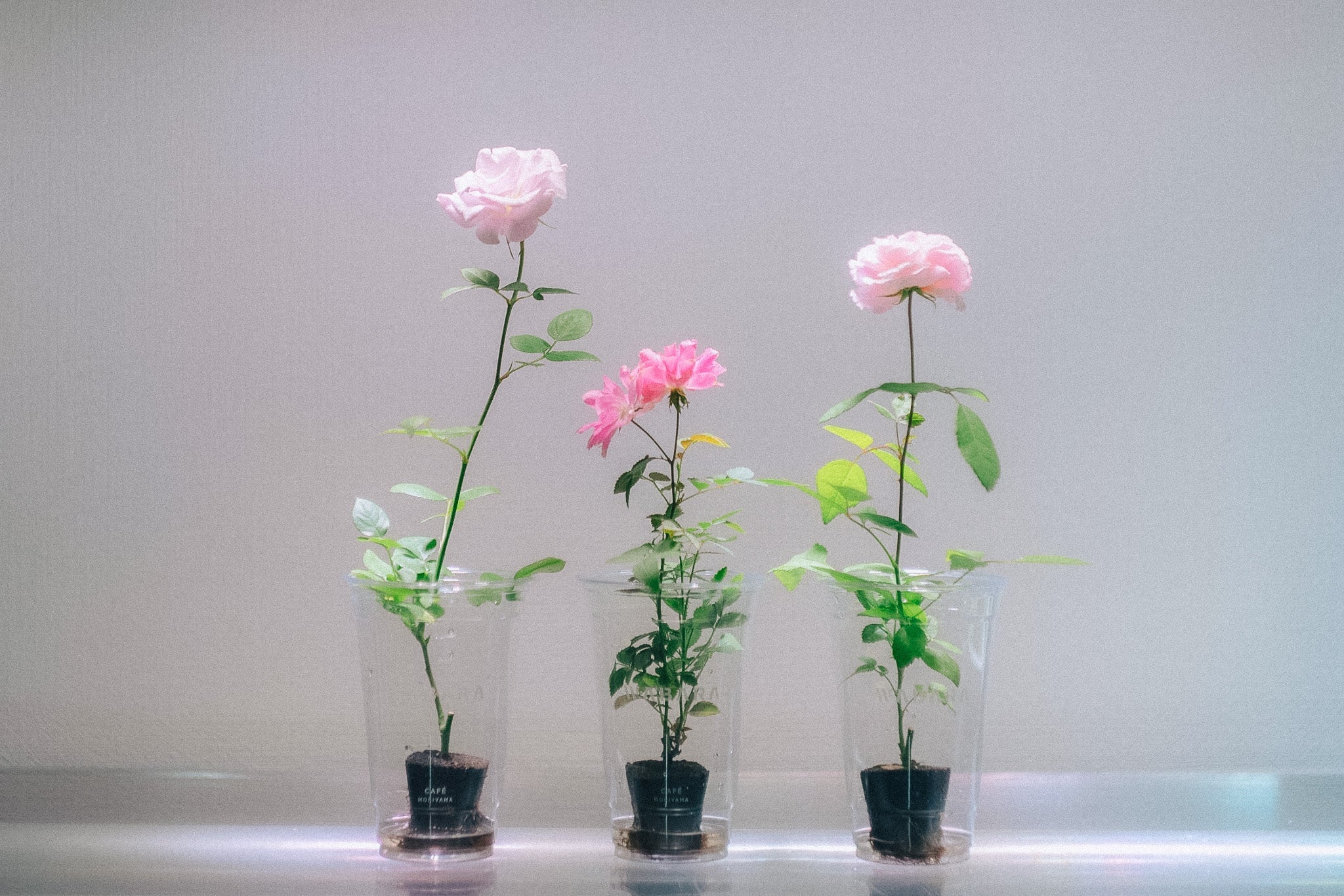 か*ん様 wabara　おへやで育てるバラ　和バラ　 和ばら か*ん様 wabara おへやで育てるバラ 和バラ 和ばら ばらと暮らす