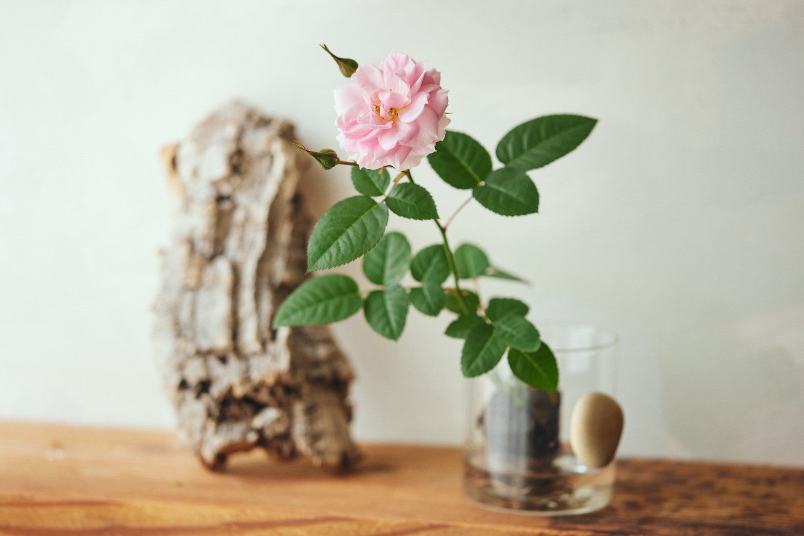 おへやで育てるばらmini POP UP in 横浜