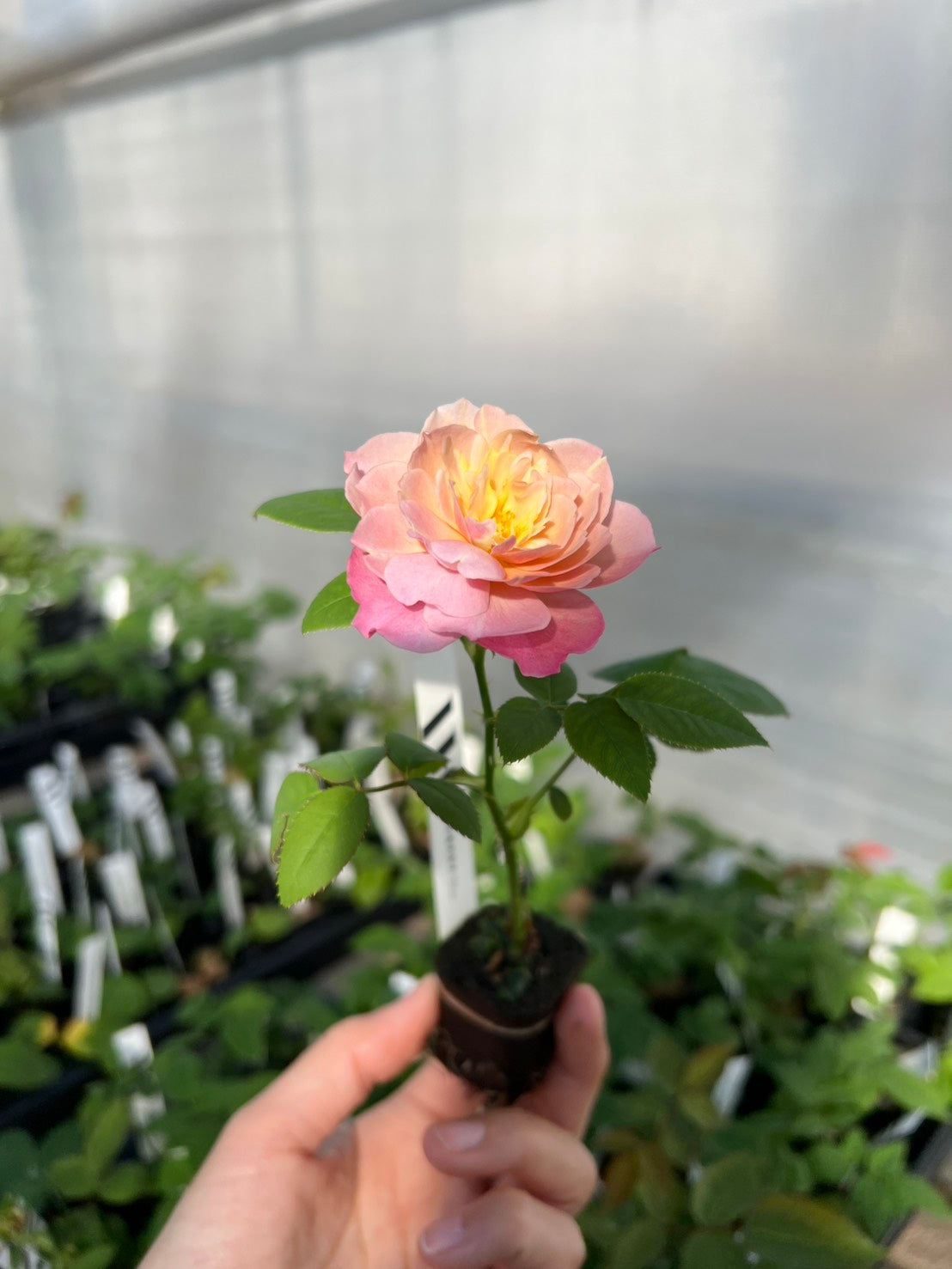 バラ苗切りバラ苗和バラ.ch♡rlotte perrir♡nd ROSE CHARLOTTE