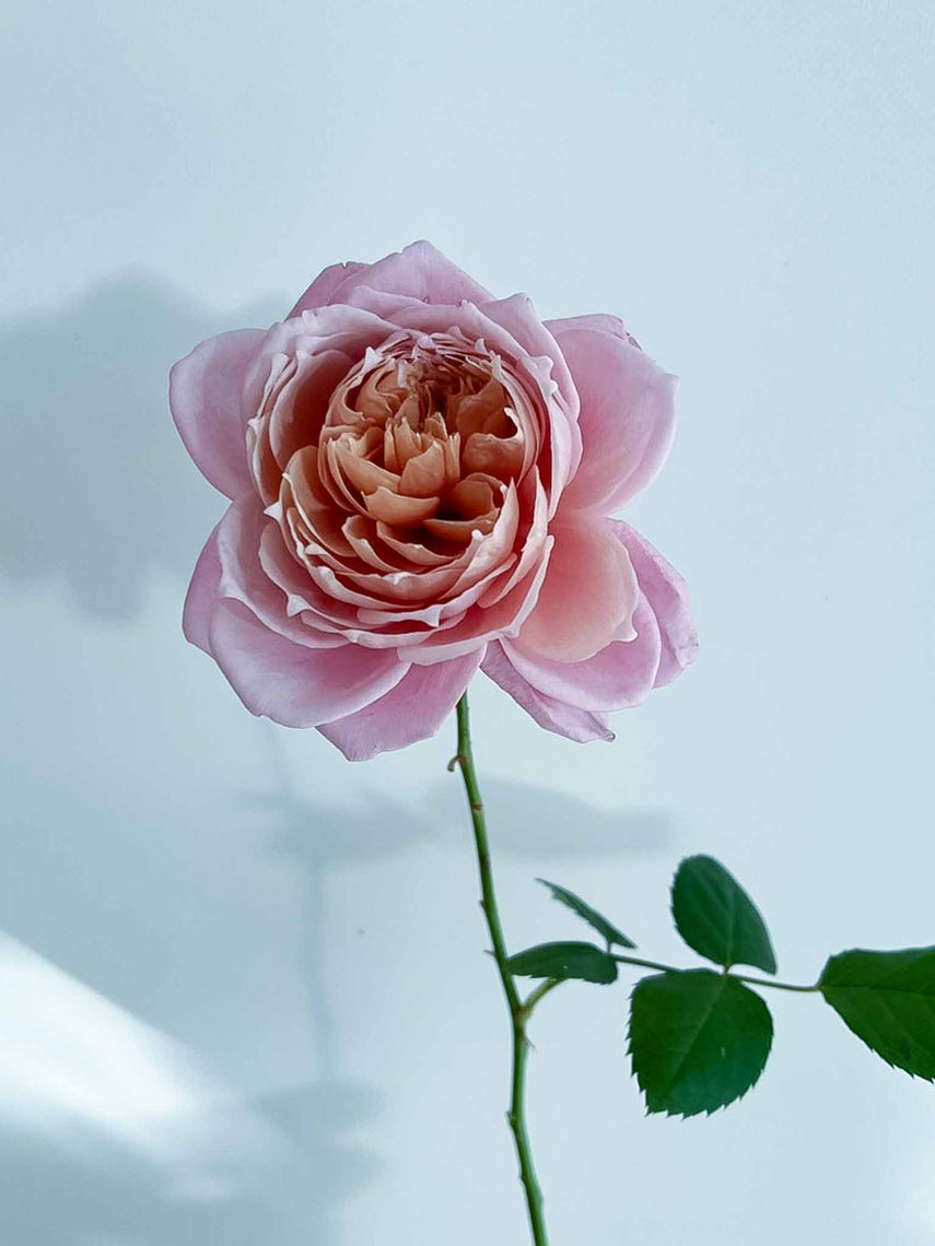 Rosie – WABARA online store