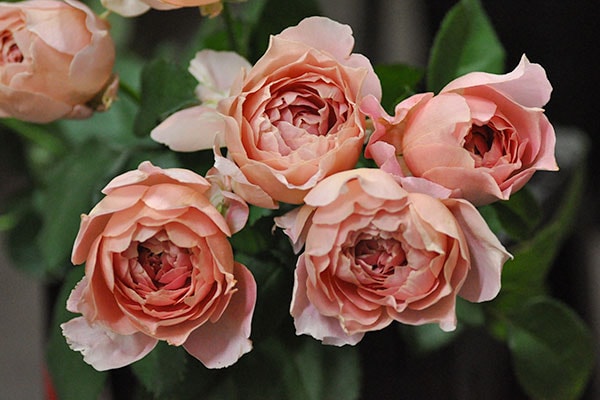 茜 akane – WABARA online store