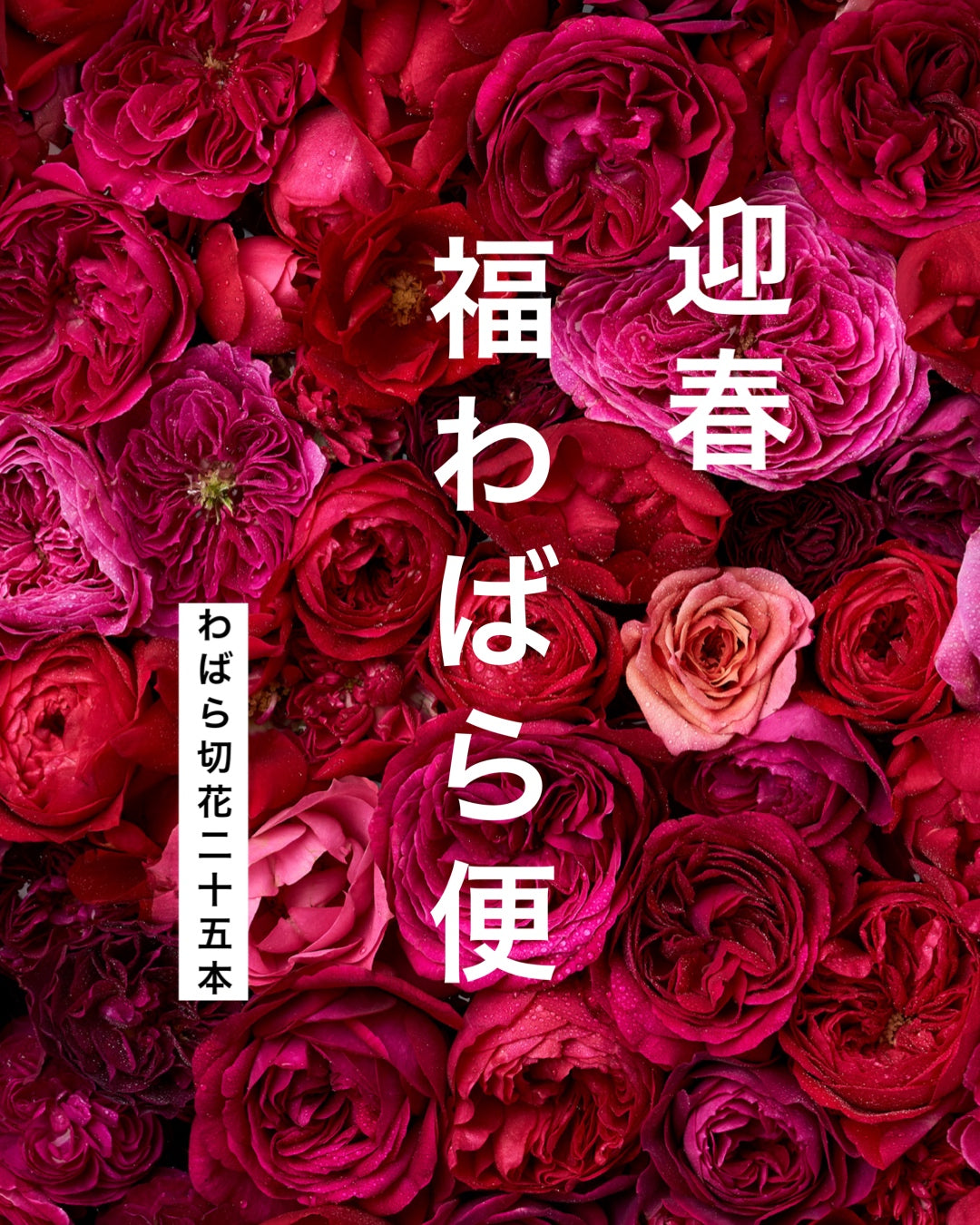 WABARA｜Rose Farm KEIJI – WABARA online store